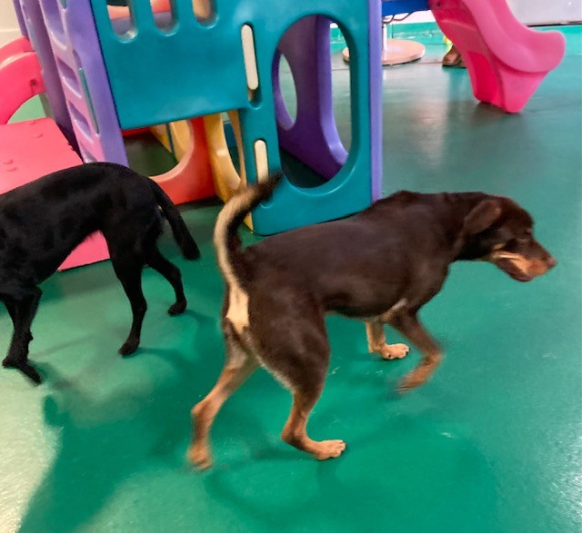 June 2023 Puppy Party North Versailles Walkers Pet HoTail