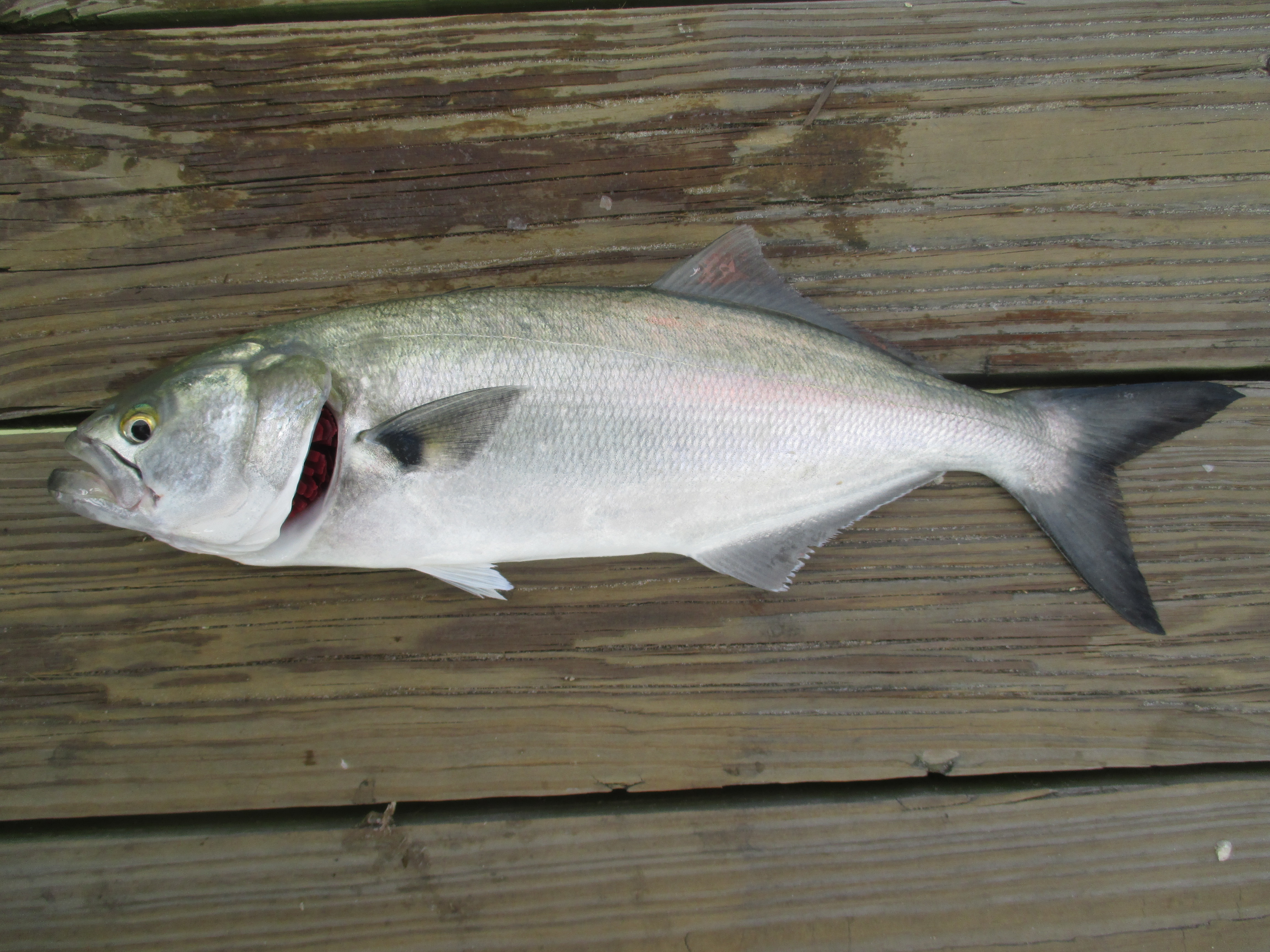 Bluefish Capt Tony's "Walkingangler"