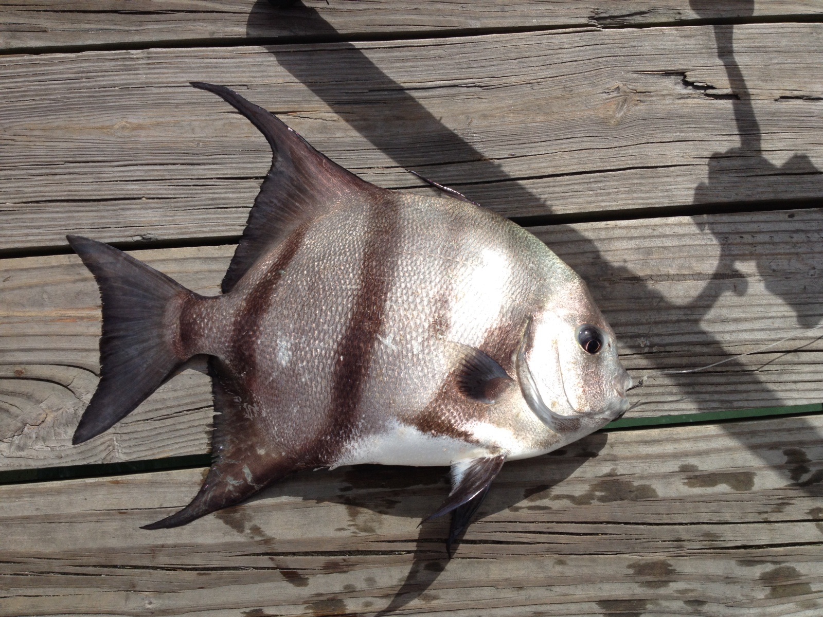 Spade Fish Capt Tony's "Walkingangler"