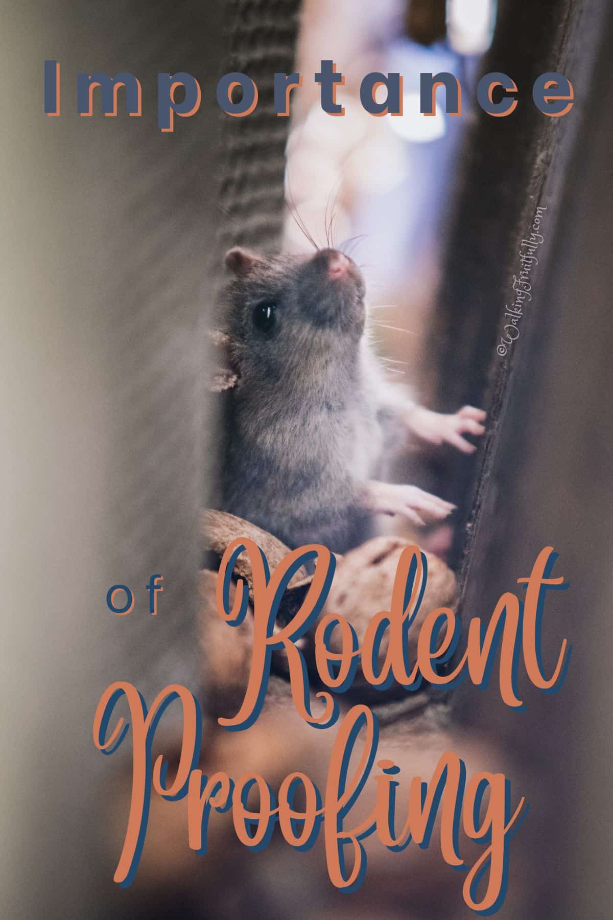 The Importance of Rodent Proofing Your Home