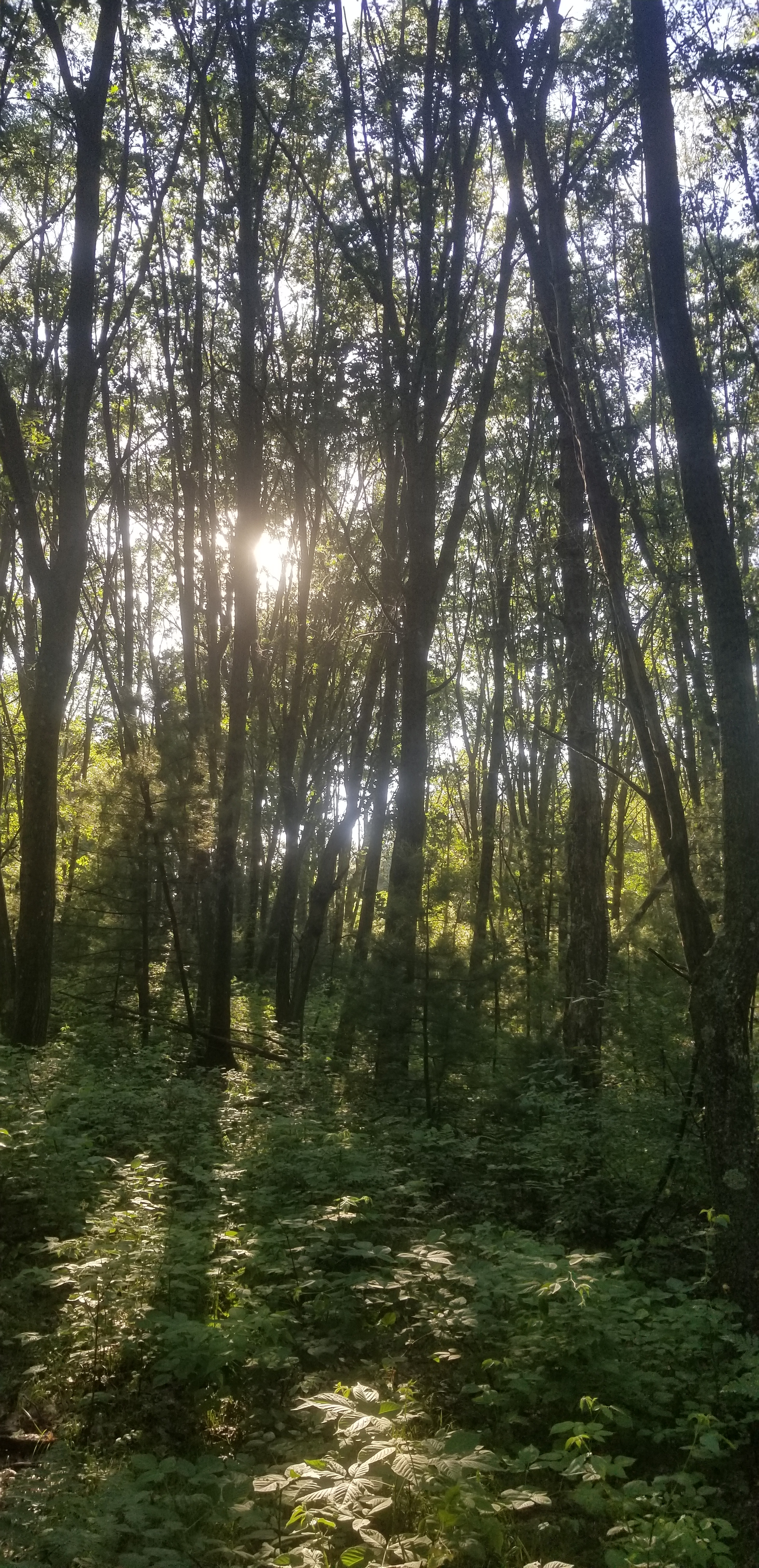 Sunlight Through Trees Walking Like a Camel