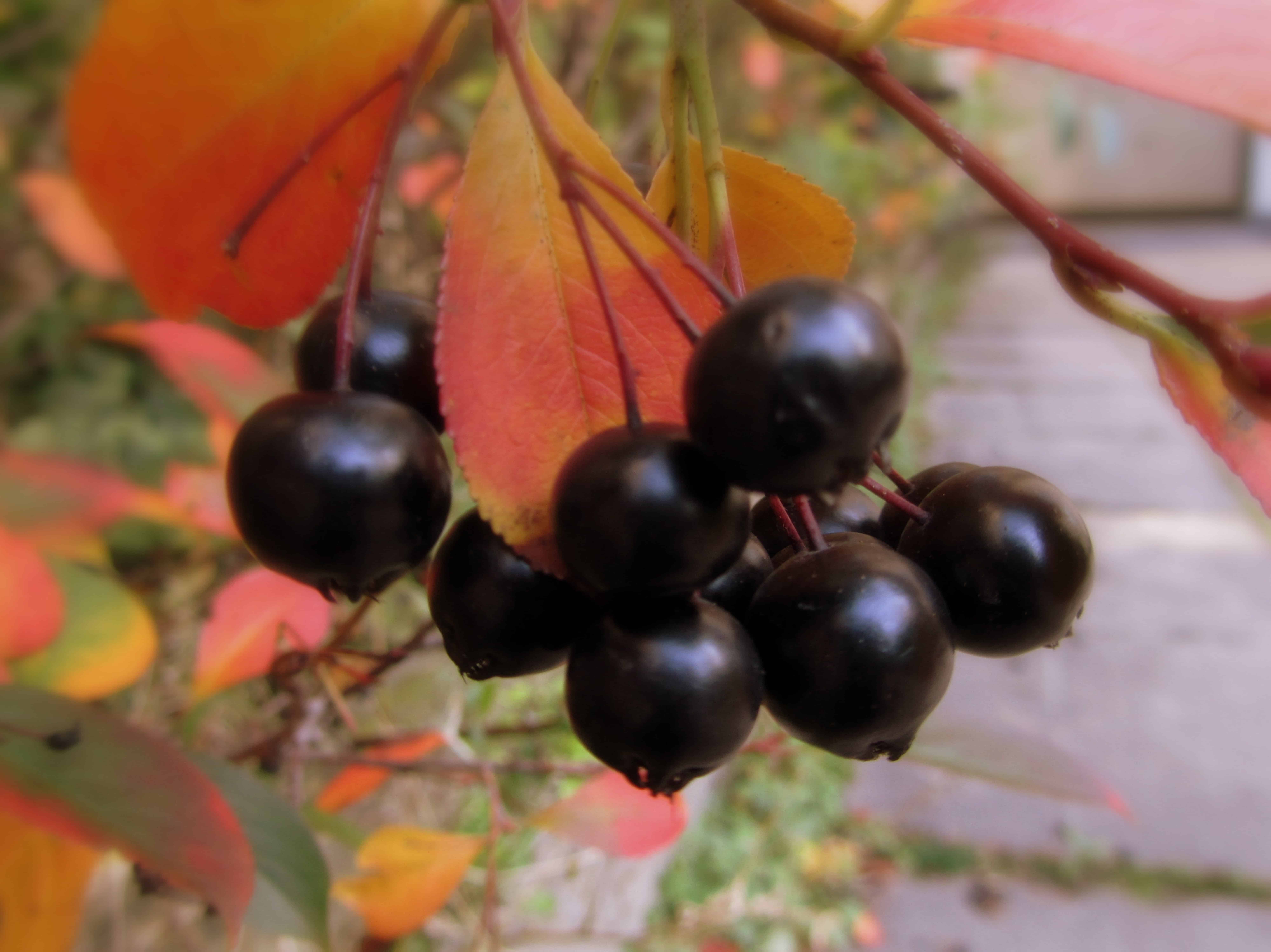 Research Aronia berries or chokeberries may help with weight loss