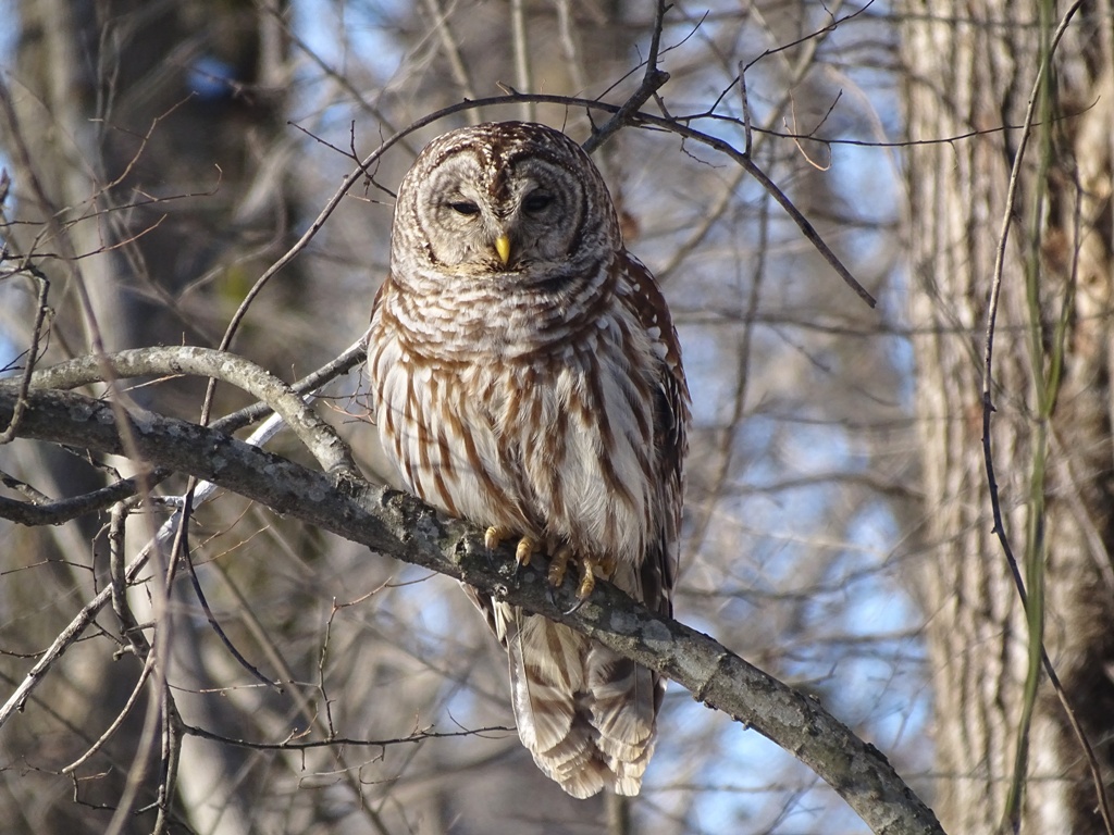 The Barred Owl walking on a country road