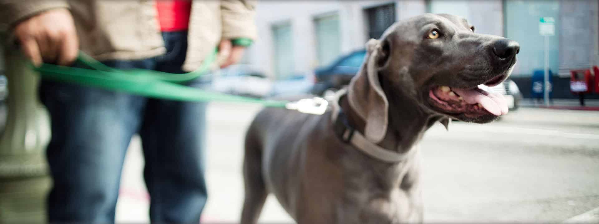 Philadelphia Dog Walkers and Pet Sitters Walk It Like A Dog