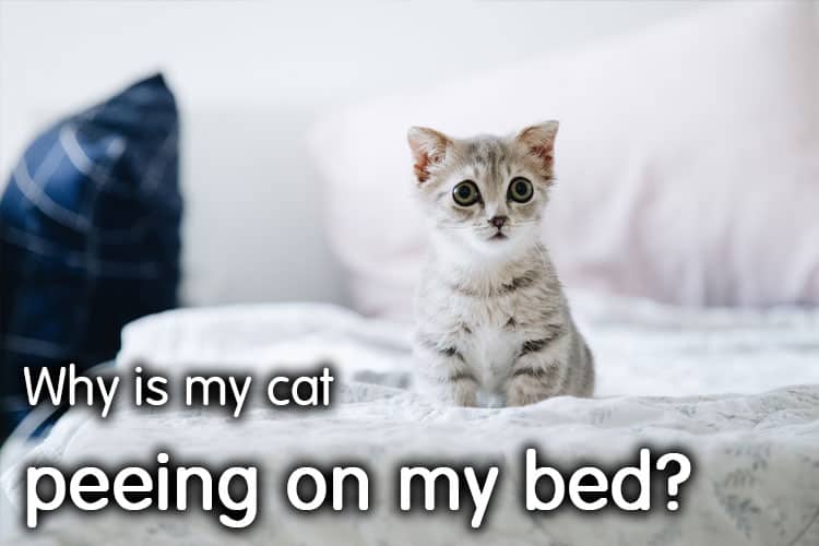Why is My Cat Peeing on My Bed? Walk With Cat