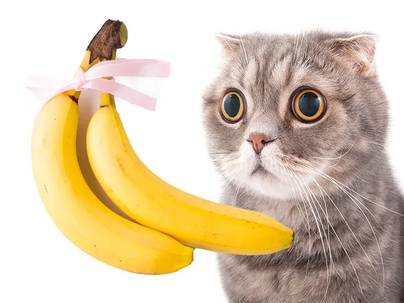 Why Are Cats Scared of Bananas? Walk With Cat