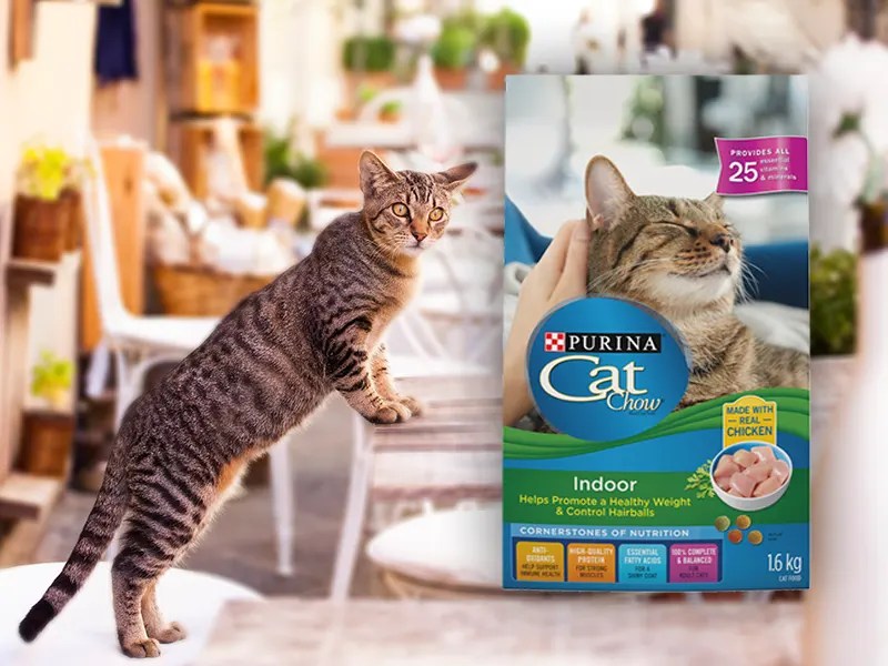 Is Purina Good for Cats? 2023 Answer Walk With Cat