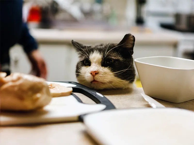 Can Cats Eat Expired Chicken? Walk With Cat