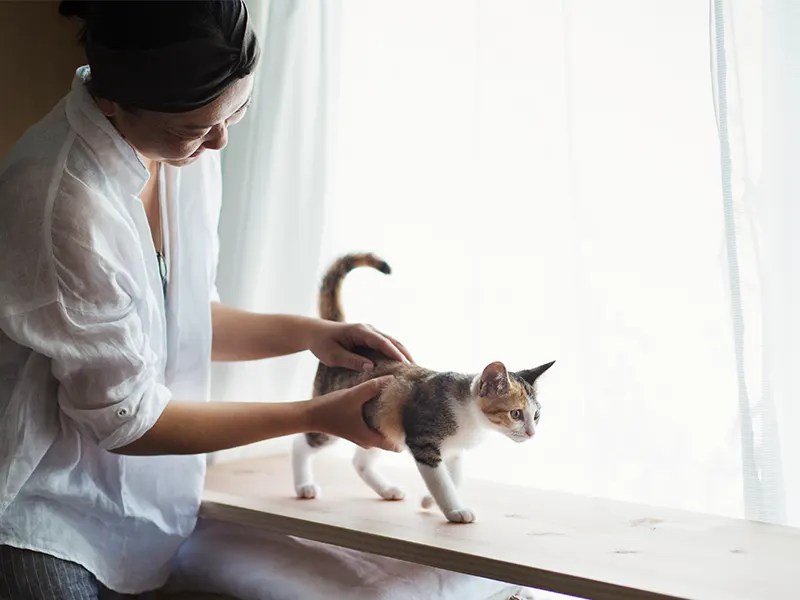 Calico cats endangered or just a anomaly? Walk With Cat