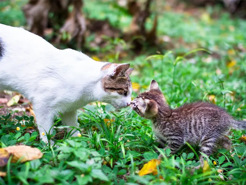 Myths debunked Can calico cats have tabby kittens? Walk With Cat