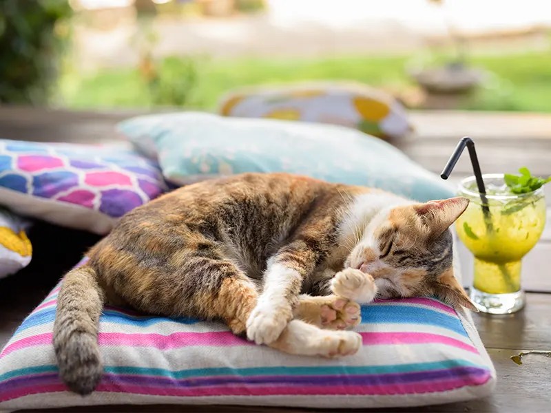 Where do most calico cats live? WalkWithCat
