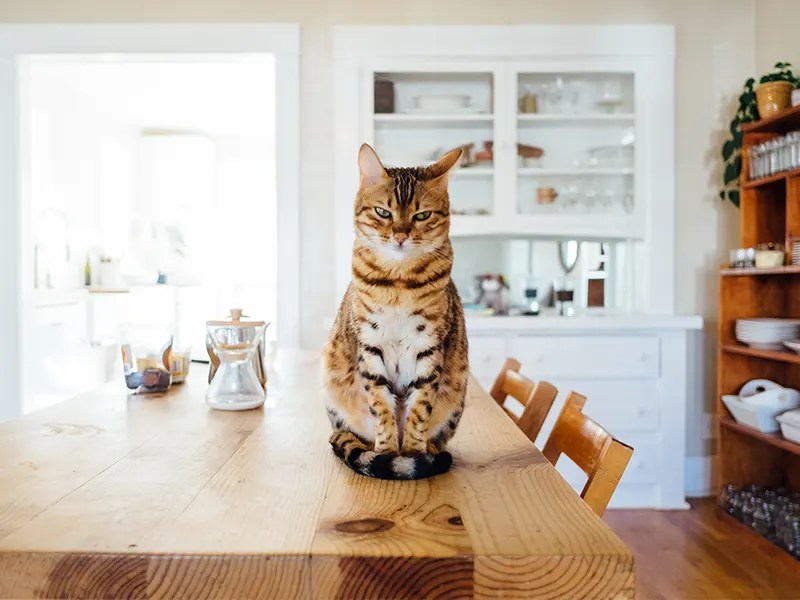 Preparing to Take Your Cat to Vet for the First Time WalkWithCat