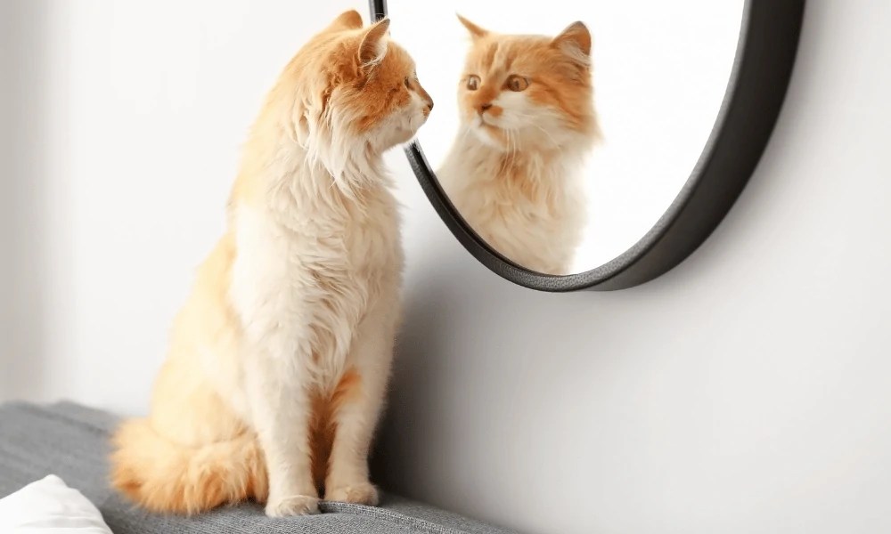 DIY Mental Stimulation For Cats (DIY Cat Brain Games) Walk With Cat