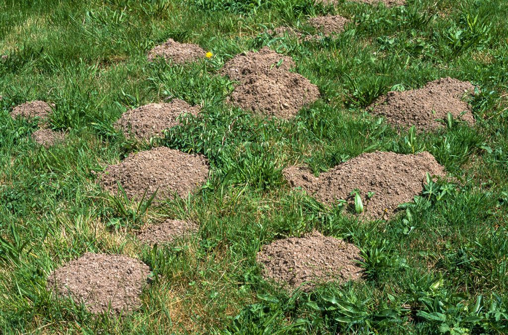 How To Keep Moles Out Of Your Garden Wallace Pest Control