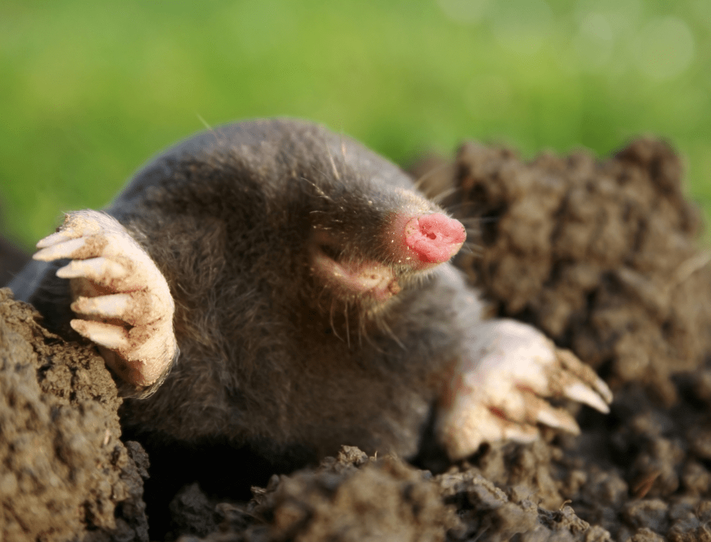 How To Keep Moles Out Of Your Garden Wallace Pest Control