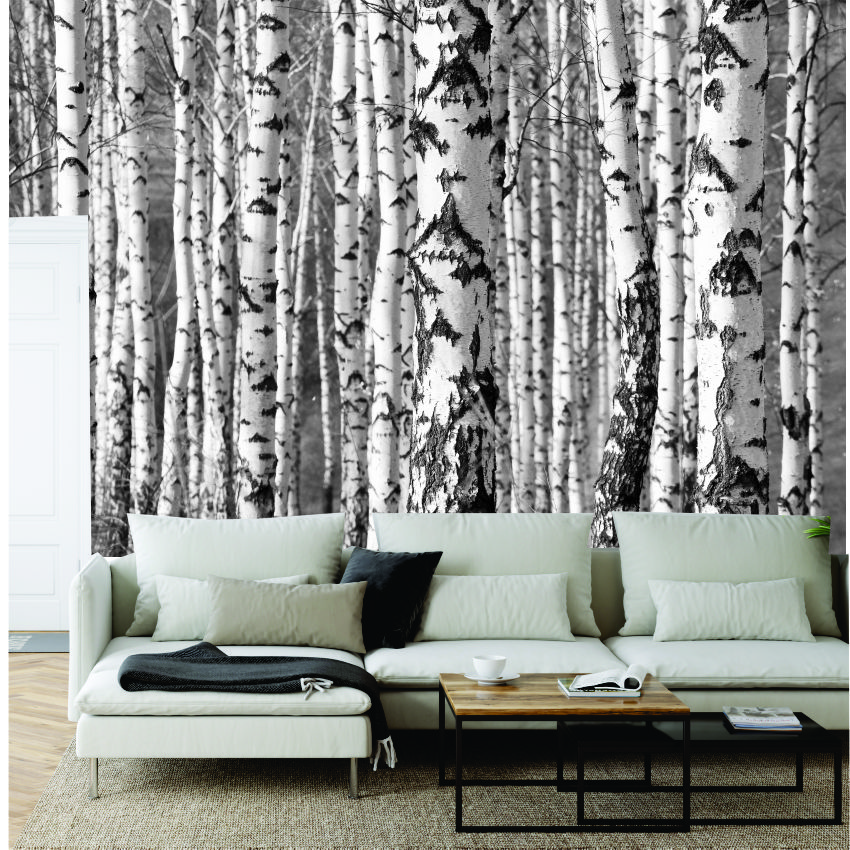 Silver Birch wall paper Wall Murals Wall Art Studios