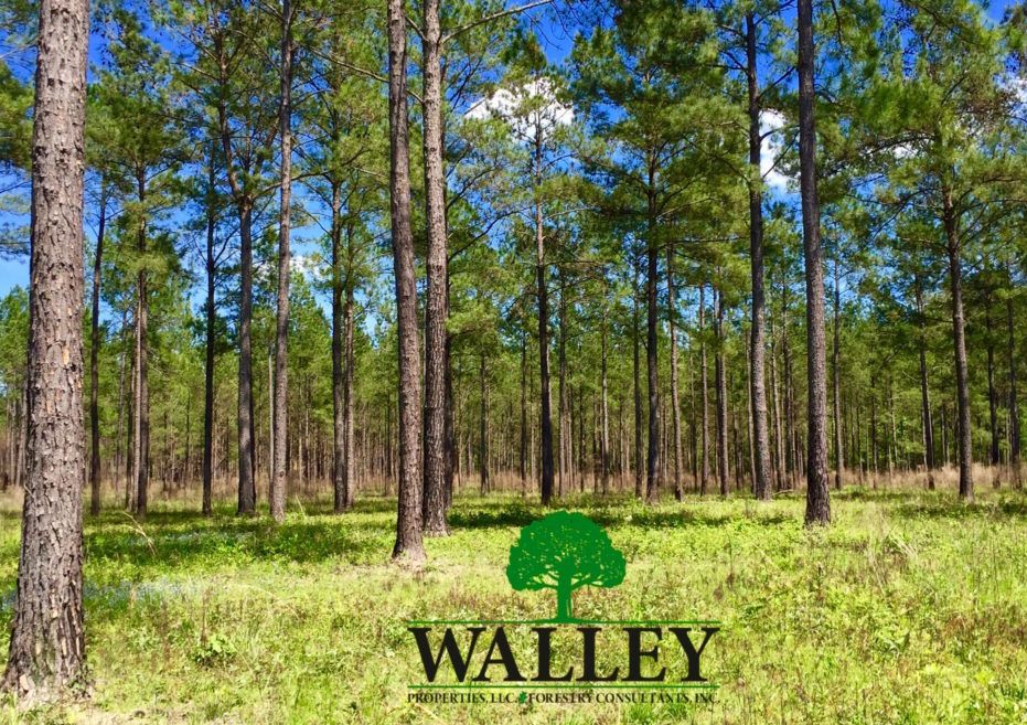 Walley Properties Mississippi Land For Sale & Forestry
