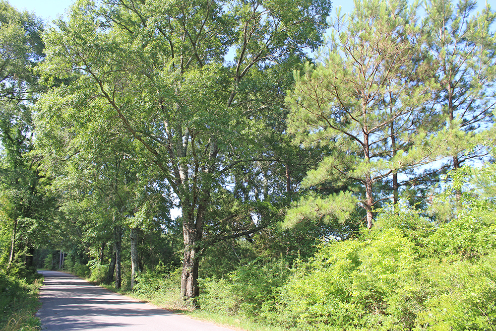 +/16 Acres in Lamar County, MS. Listing ID LA16B Walley Properties