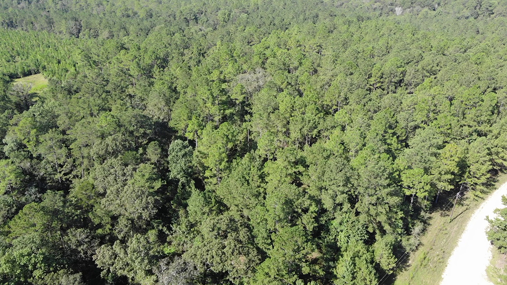 ±10 Acres Perry County, MS Listing IDPE10 Walley Properties