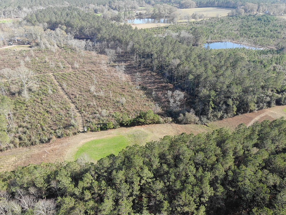 ± 20 Acres Jones County, MS Listing ID JO20 Walley Properties