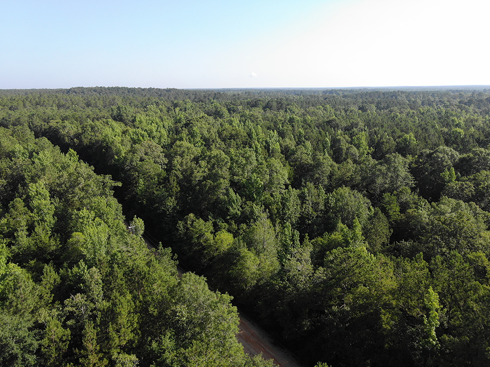 ±40 Acres Wayne County, MS Listing IDWA40B Walley Properties