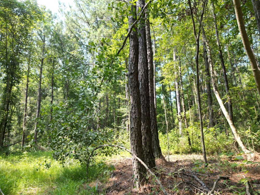 ± 15 Acres Jones County, MS Listing ID JO15B Walley Properties