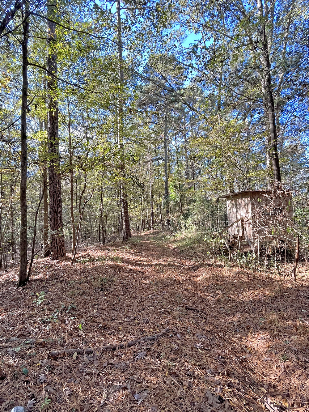 ± 77 Acres Jasper County, MS Listing ID JA77 Walley Properties & Forestry Properties in