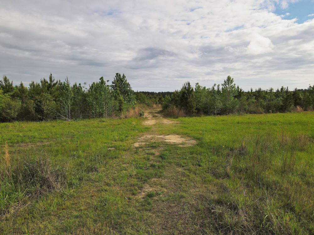 ±62 Acres in Perry County, MS Listing ID PE62 Walley Properties