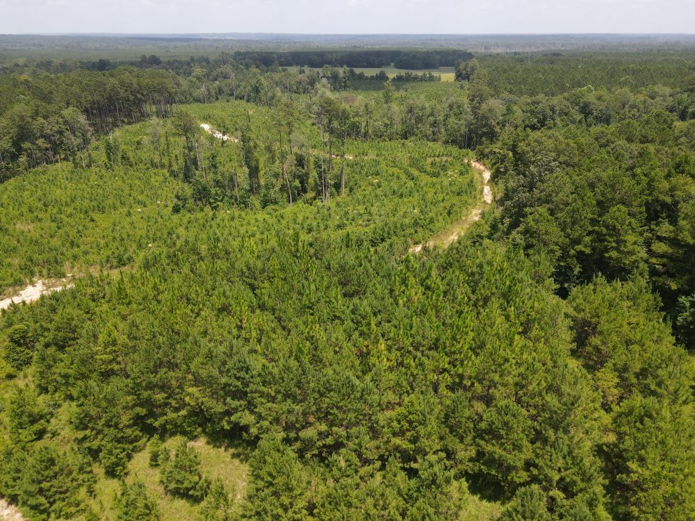 ± 101 Acres Jasper County, MS Listing ID JA101 Walley Properties