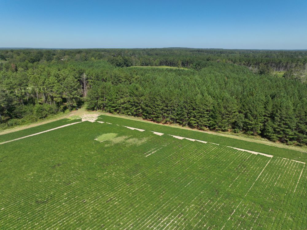 +/87 Acres with House Covington County, MS Listing ID CO87 Walley Properties & Forestry