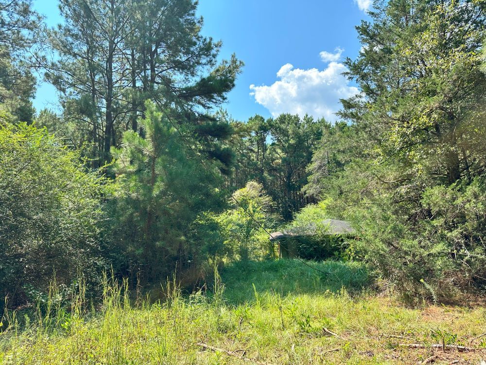 ± 31 Acres Jones County, MS Listing ID JO31 Walley Properties