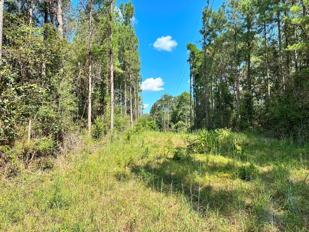 ± 31 Acres Jones County, MS Listing ID JO31 Walley Properties