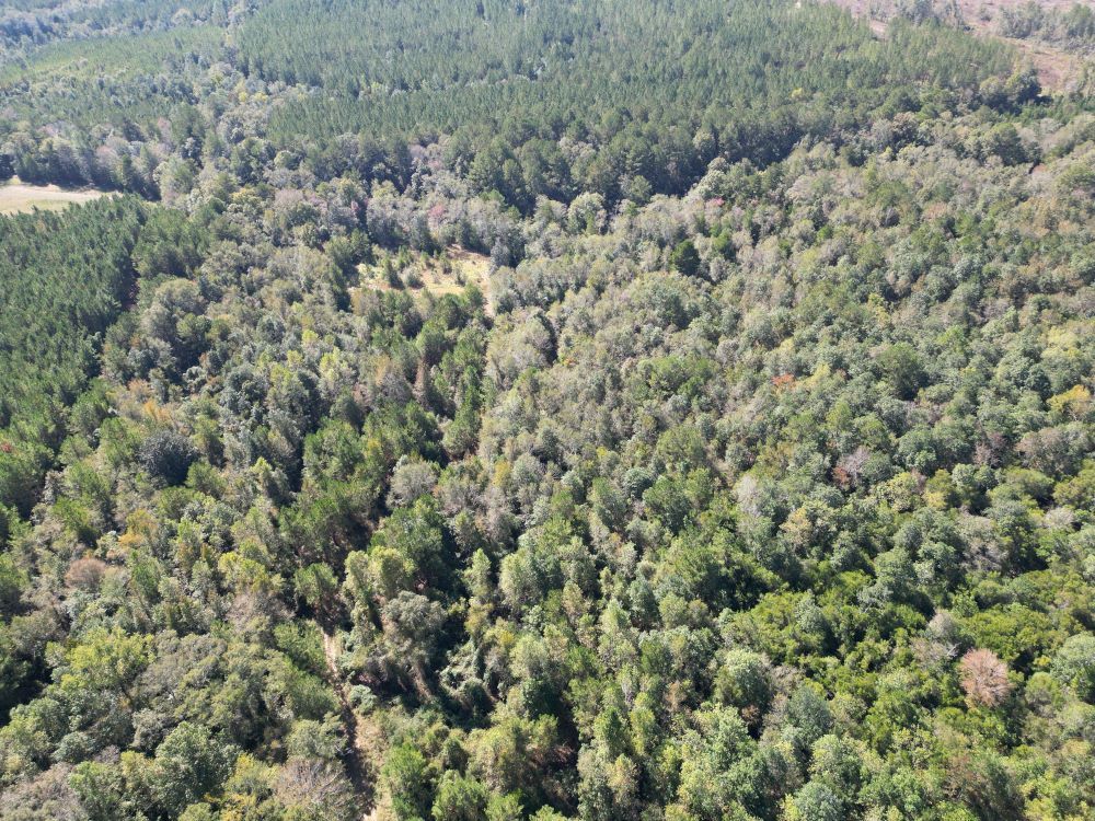 ±120 Acres in Greene County, MS Listing ID GR120 Walley Properties