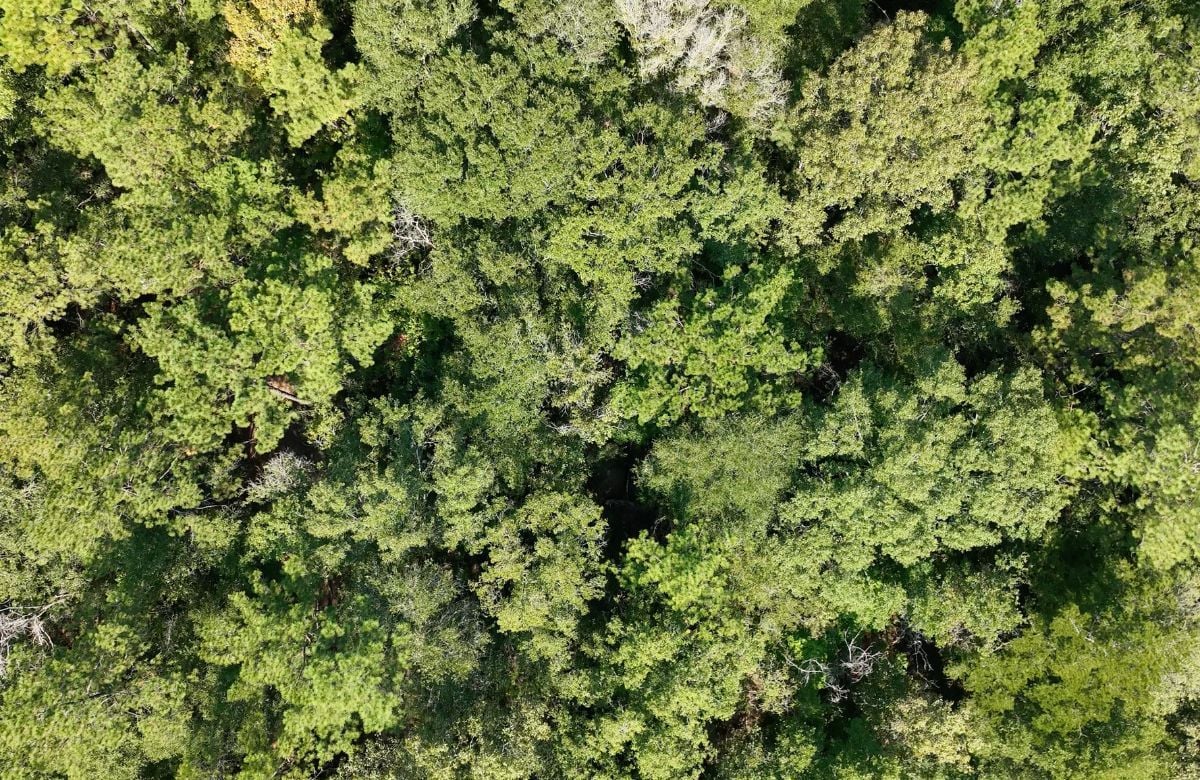 ± 79 Acres County, MS Listing ID GE79 Walley Properties