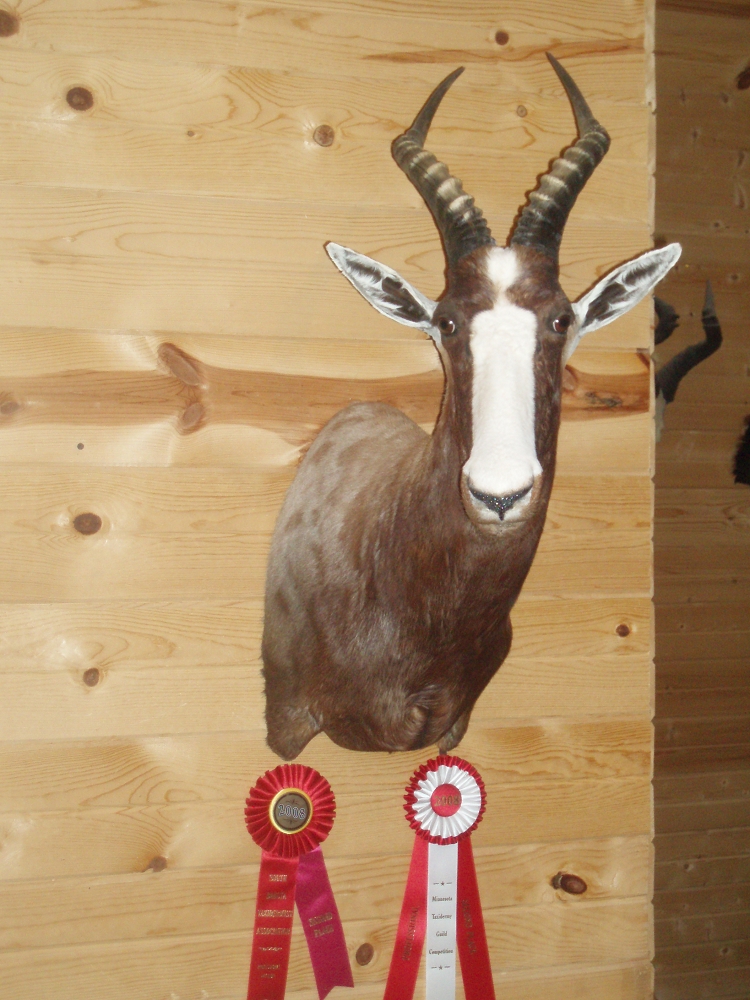 MN Taxidermist Shane Augeson at Wallhangers Taxidermy Studion in Lake