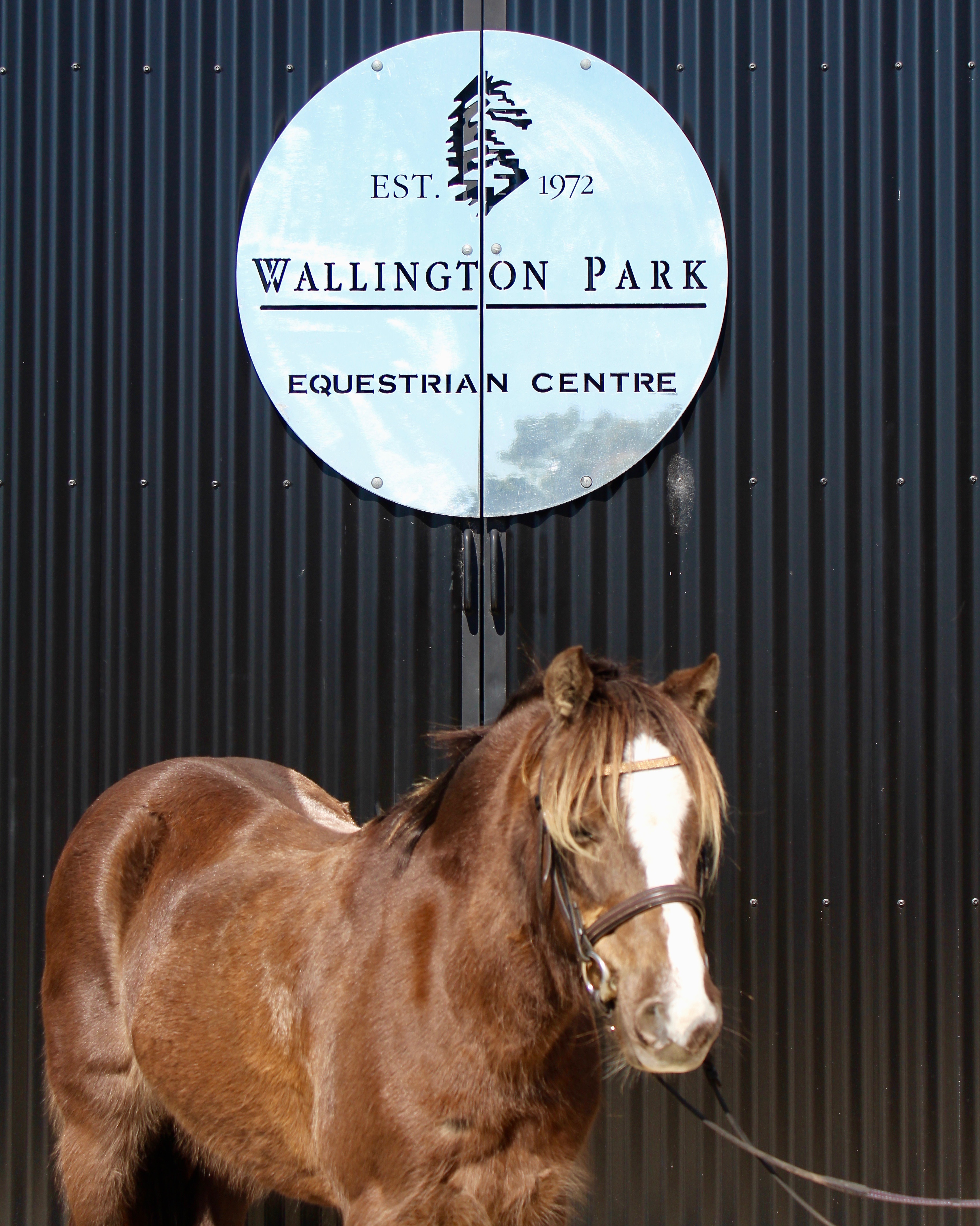 Horses Wallington Park