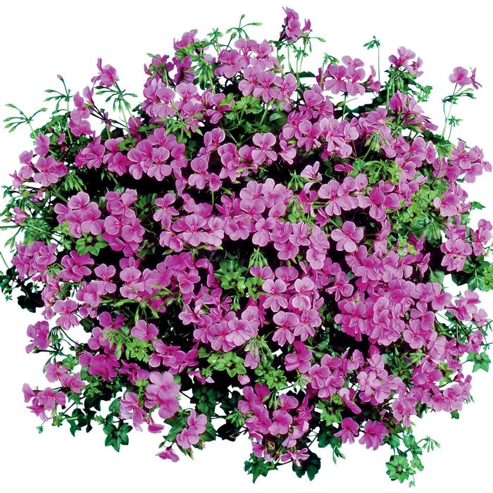 Hanging Basket Ivy Geranium 'Blizzard Blue' from Wallish Greenhouses