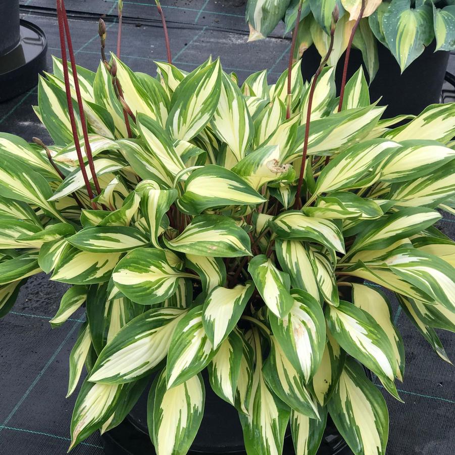 Hosta 'Cherry Berry' Plantain Lily from Wallish Greenhouses