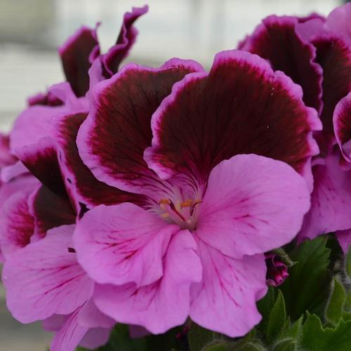 Geranium (Regal) 'Lilac Majesty' Pansy Geranium from Wallish Greenhouses