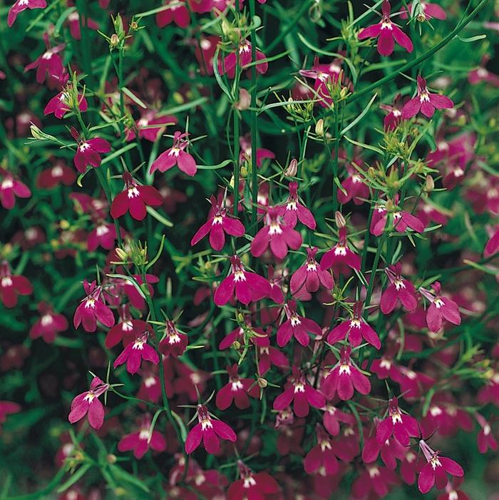 Lobelia 'Rose' Trailing Lobelia from Wallish Greenhouses