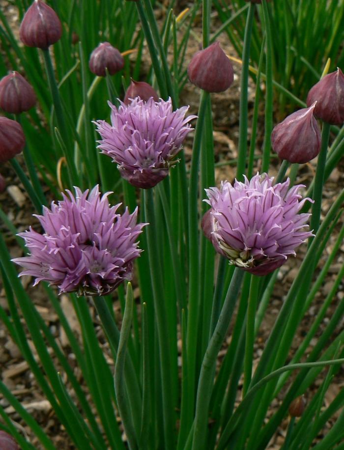 Chives 'Onion' from Wallish Greenhouses