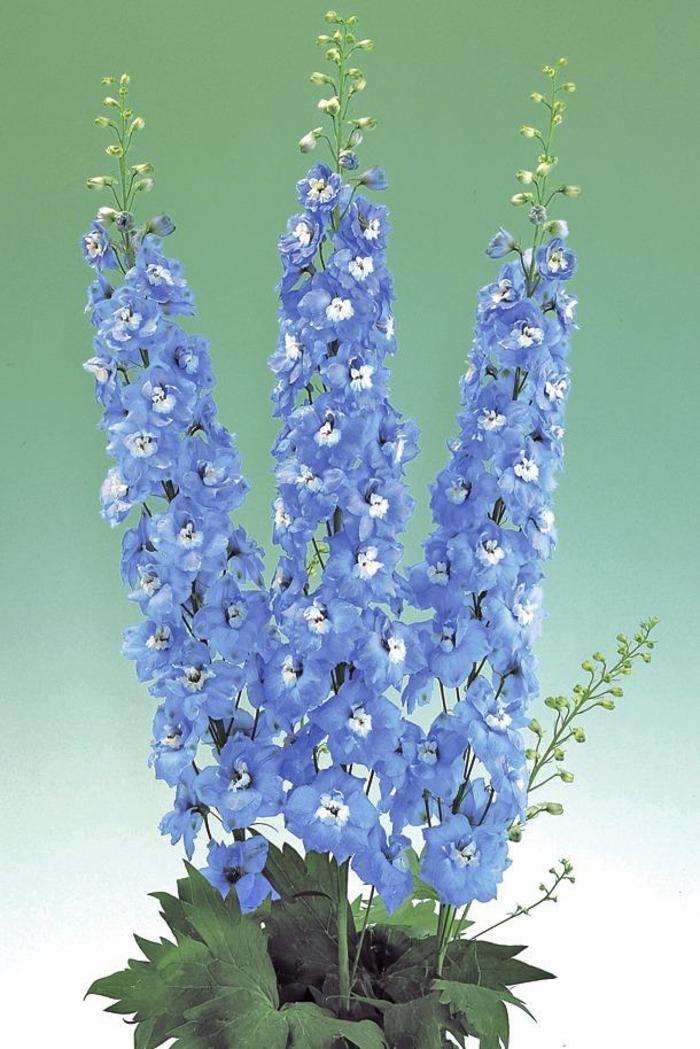 Delphinium elatum 'Light Blue' Larkspur from Wallish Greenhouses