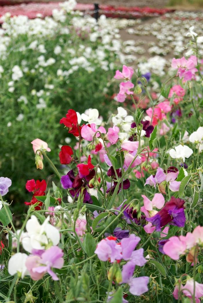 Sweet Pea 'Knee Hi Mix' from Wallish Greenhouses