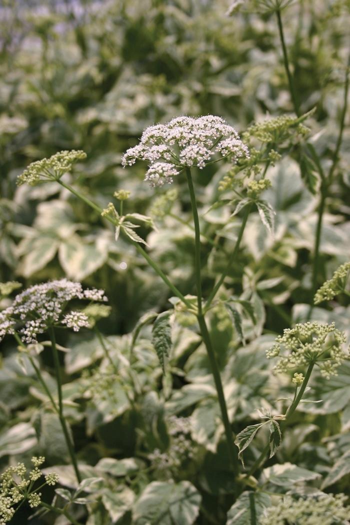 Aegopodium podagraria 'Variegatum' Snow on the Mountain from Wallish