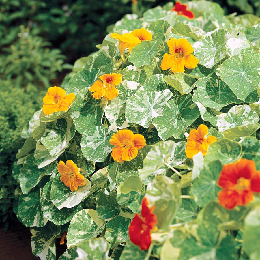 Nasturtium 'Alaska' from Wallish Greenhouses