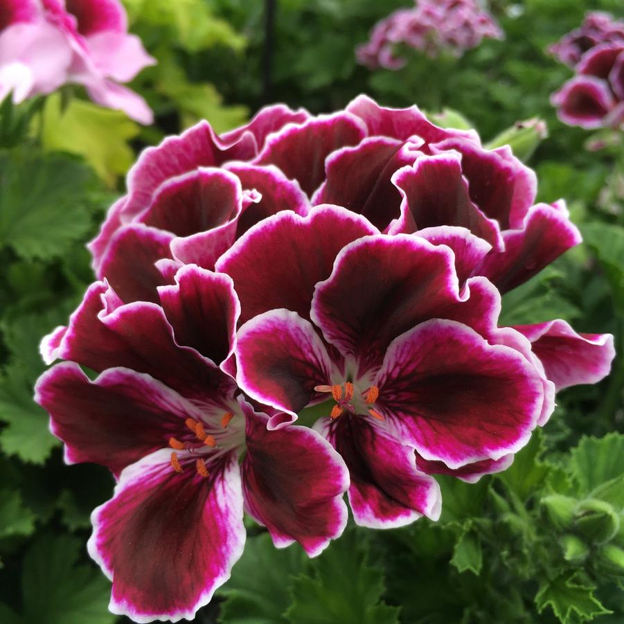Geranium Regal 'Imperial Red' Pansy Geranium from Wallish Greenhouses