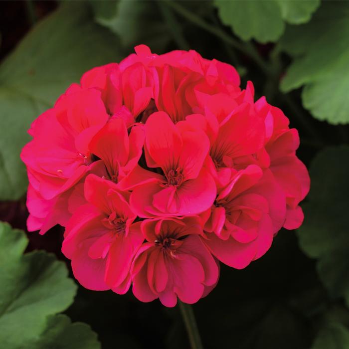 Geranium 'Large Magenta' Interspecific Geranium from Wallish Greenhouses