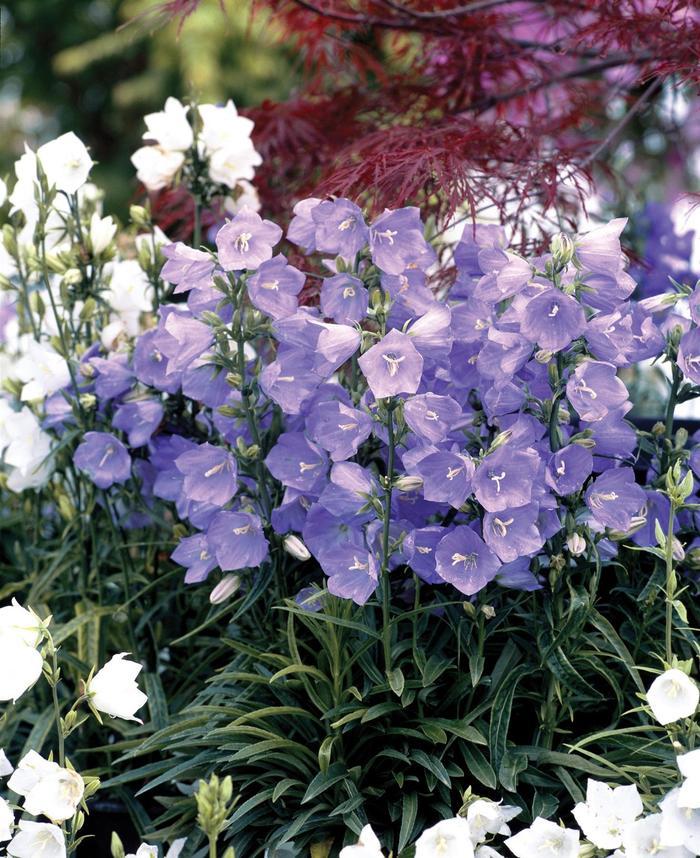 Campanula persicifolia 'Takion Blue' PeachLeaved Bellflower from