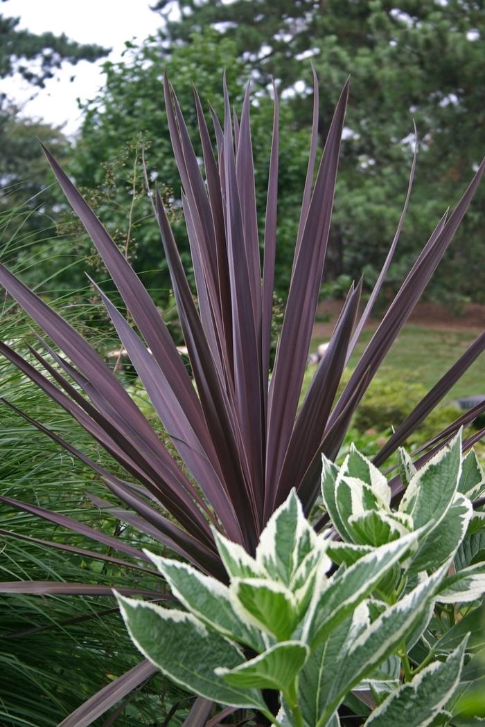 Cordyline australis 'Red Sensation' False Dracaena from Wallish Greenhouses