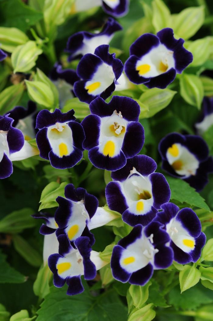 Torenia 'Kauai Blue & White' Wishbone Flower from Wallish Greenhouses